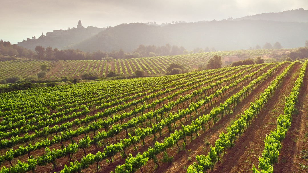 finca batllori vinya premis vinari