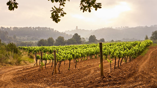 batllori temps de verema activitats penedès