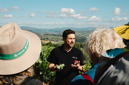 Brunch among vineyards and fossils