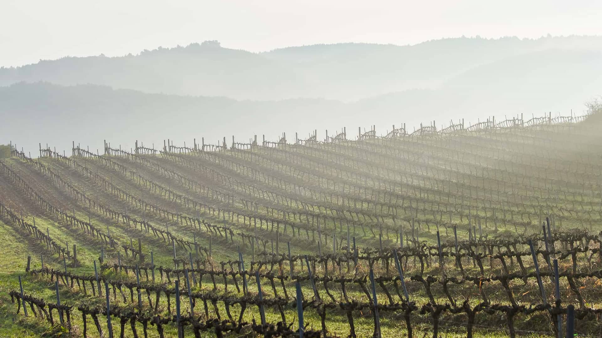 visita guiada vinya celler penedes finca batllori